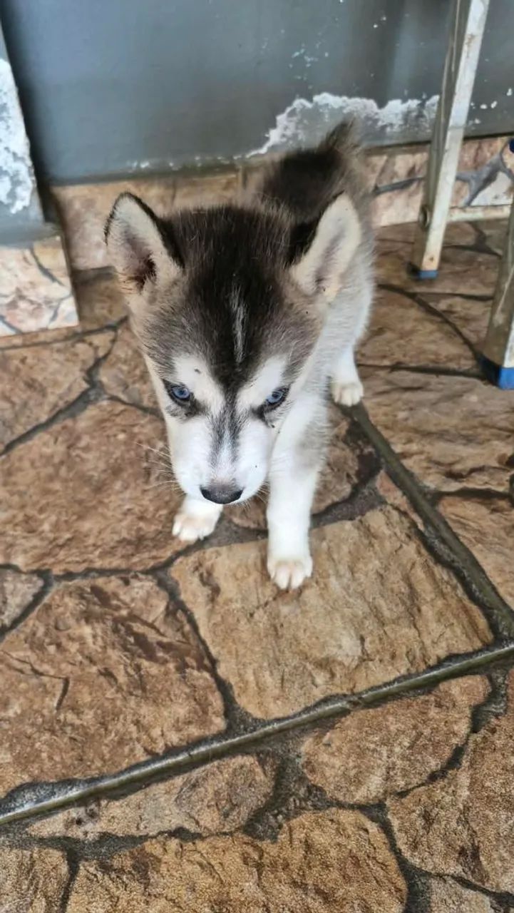 Cachorro  - Foto 3
