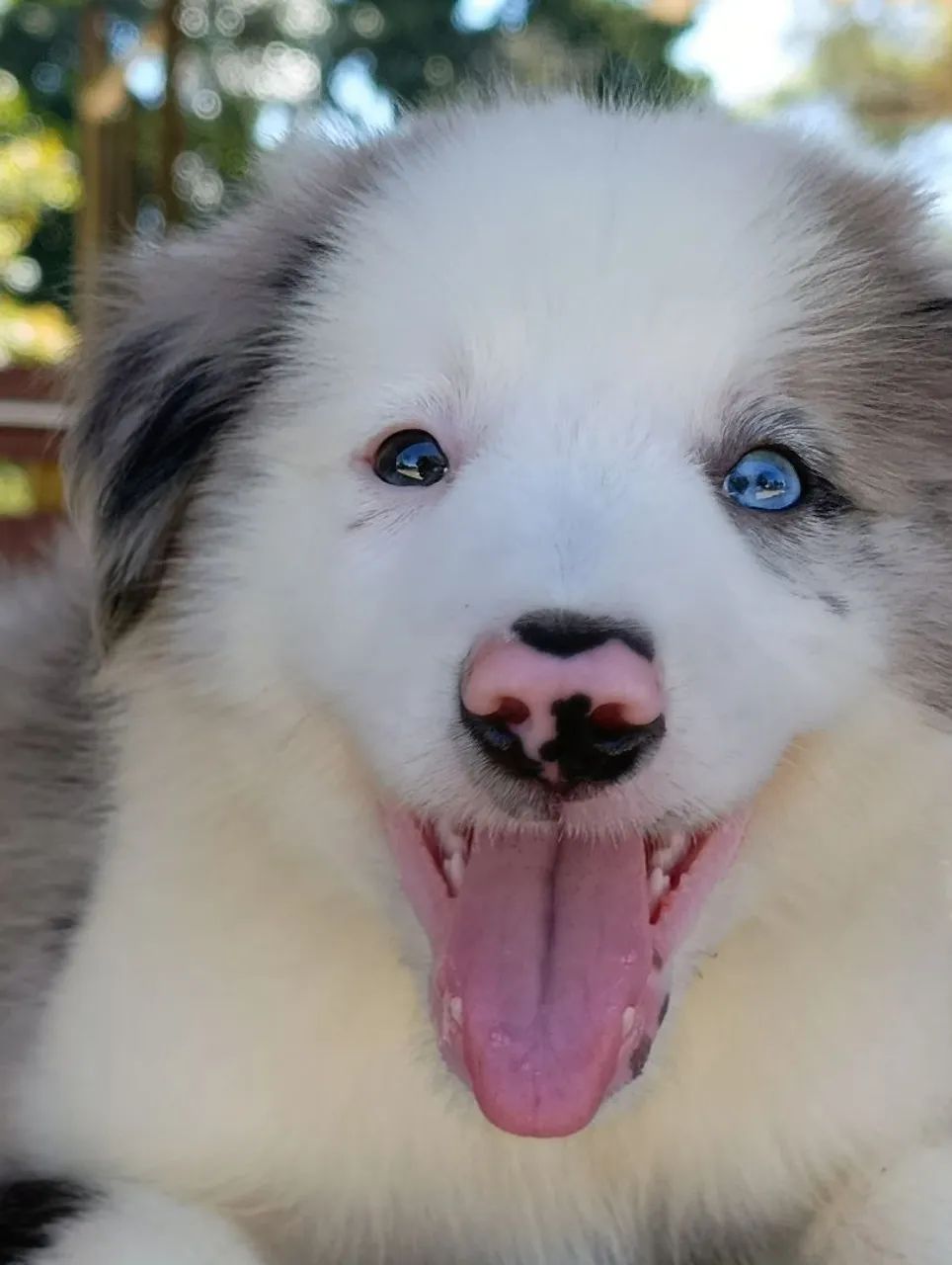 Border Collie  - Foto 4