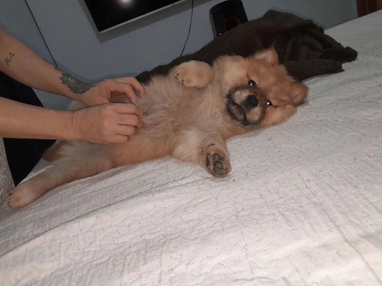 Pet - Foto 2