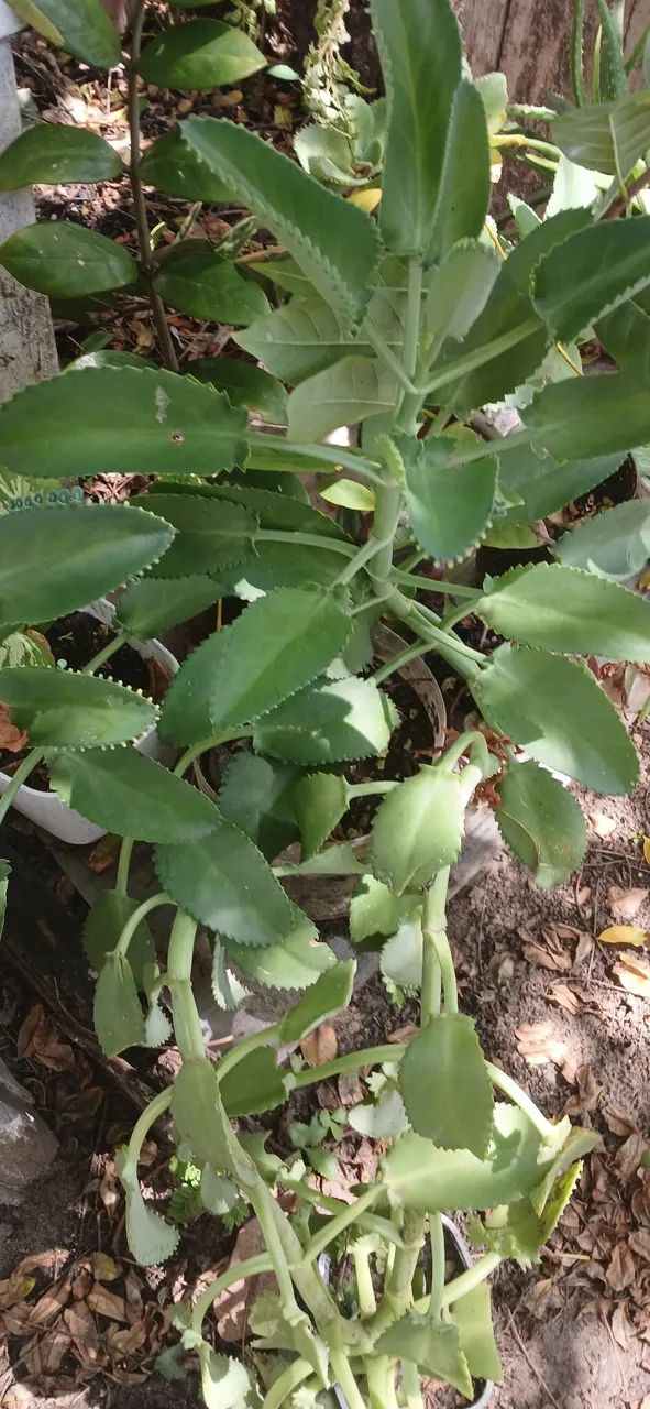 Plantas 