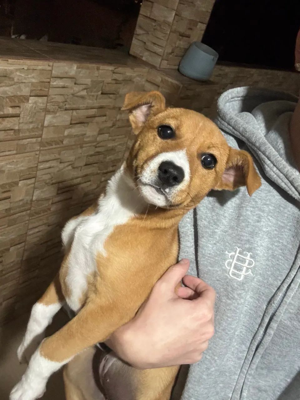 cão, procurando um lar  - Foto 2