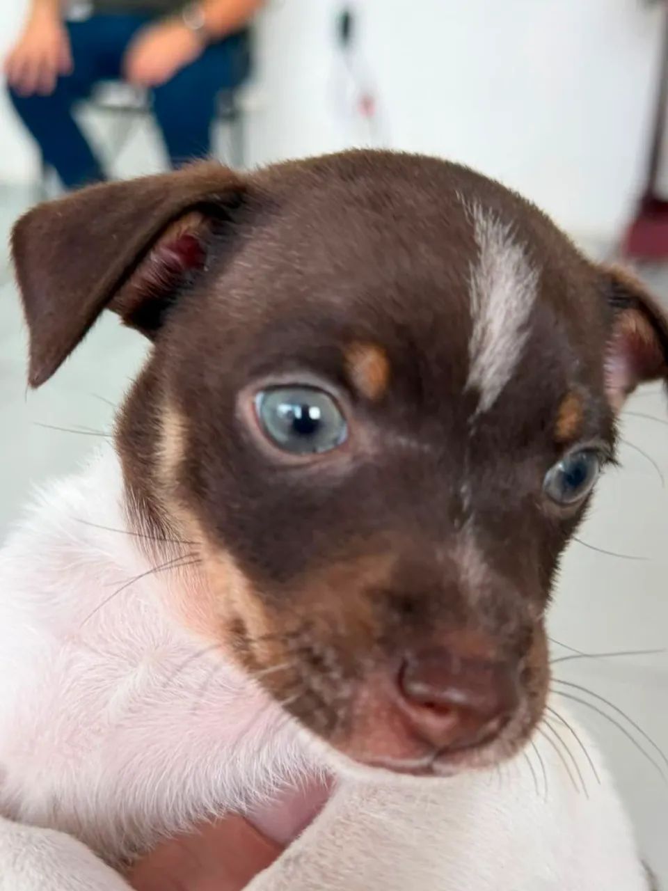 Pincher vendo - Foto 2