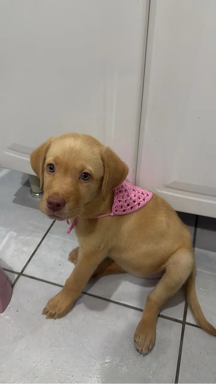 labrador 