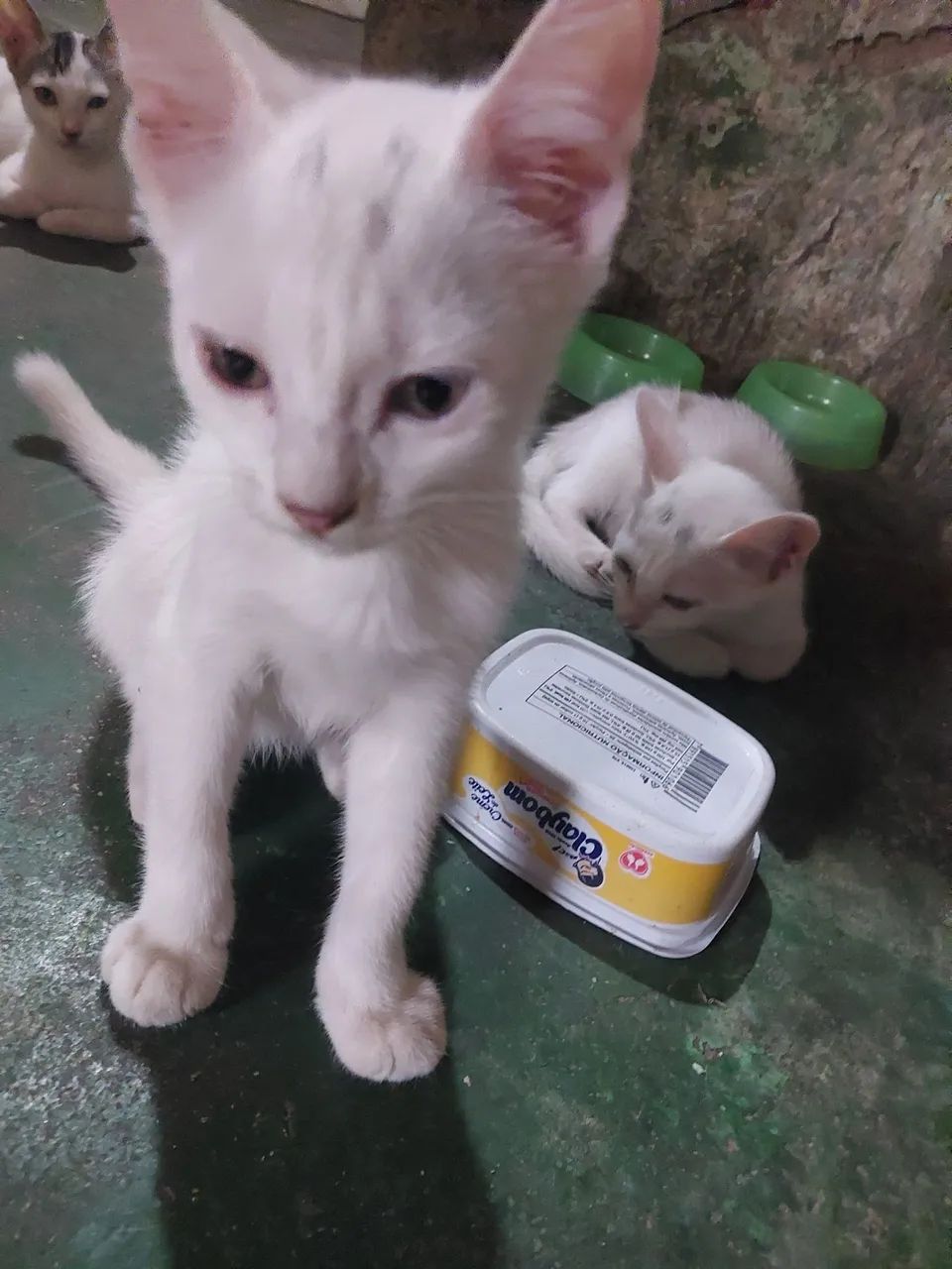 gatos para doação  grátis  - Foto 5