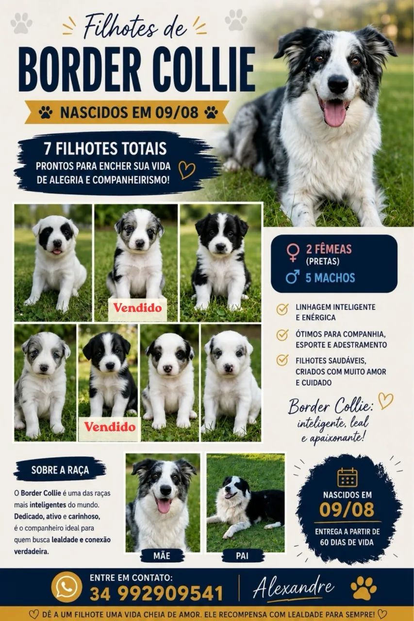 Filhotes Boder Collie 