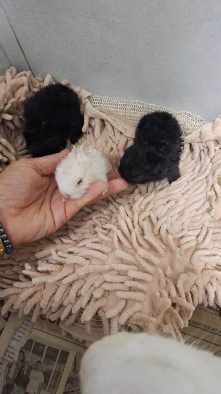 Vendo filhote de coelhos anão Netherlands o menor coelhos do mundo  