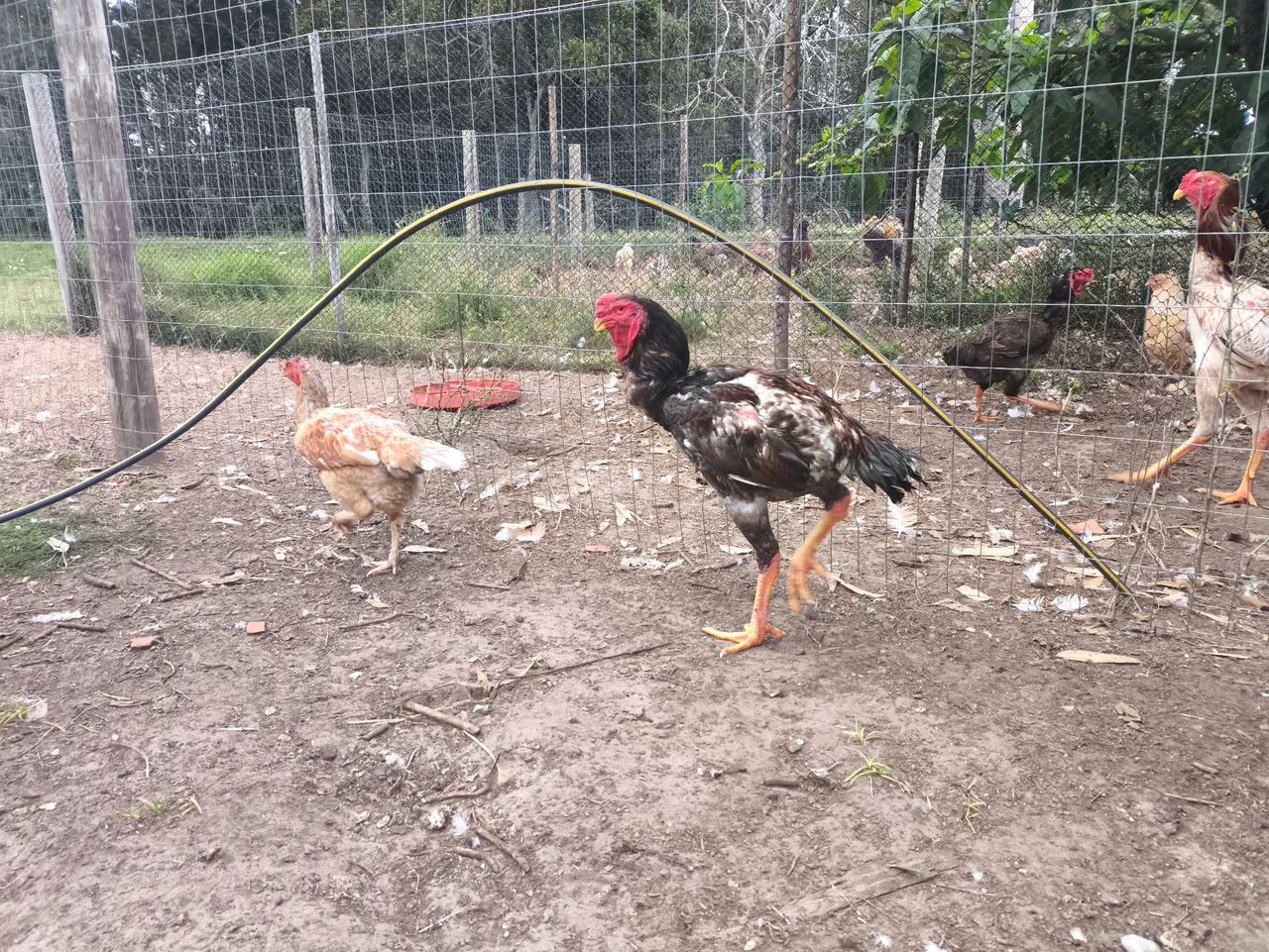 Galo índio gigante casal