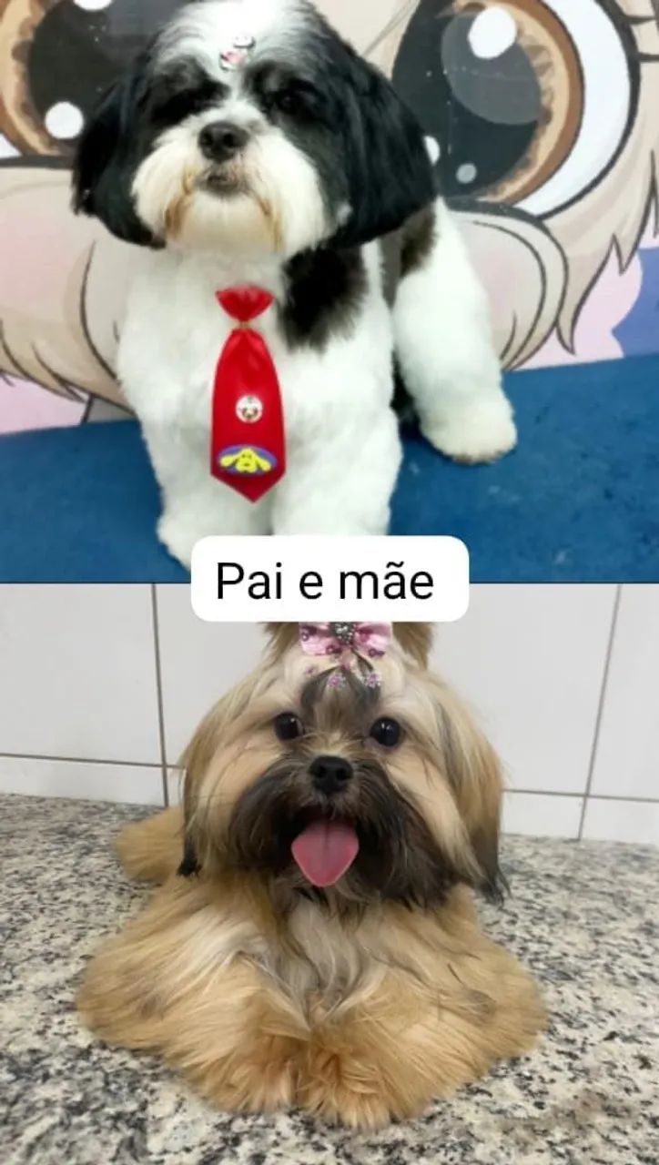 Filhotes de Shitzu  - Foto 3
