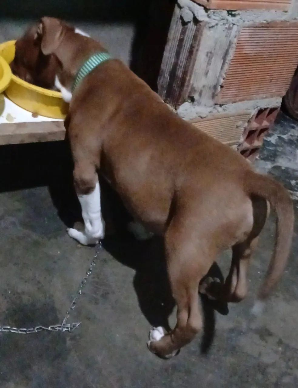 Pitbull 1500