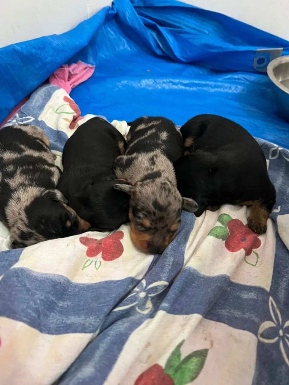cachorro salsicha 