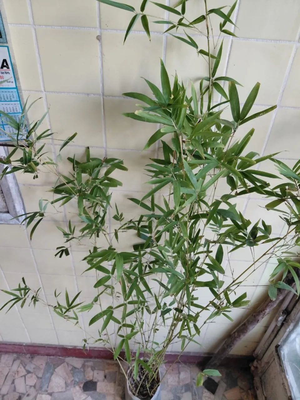 Bambu Cana da India (Phyllostachys aurea) vendo muda DE 1,8 M. - Foto 2