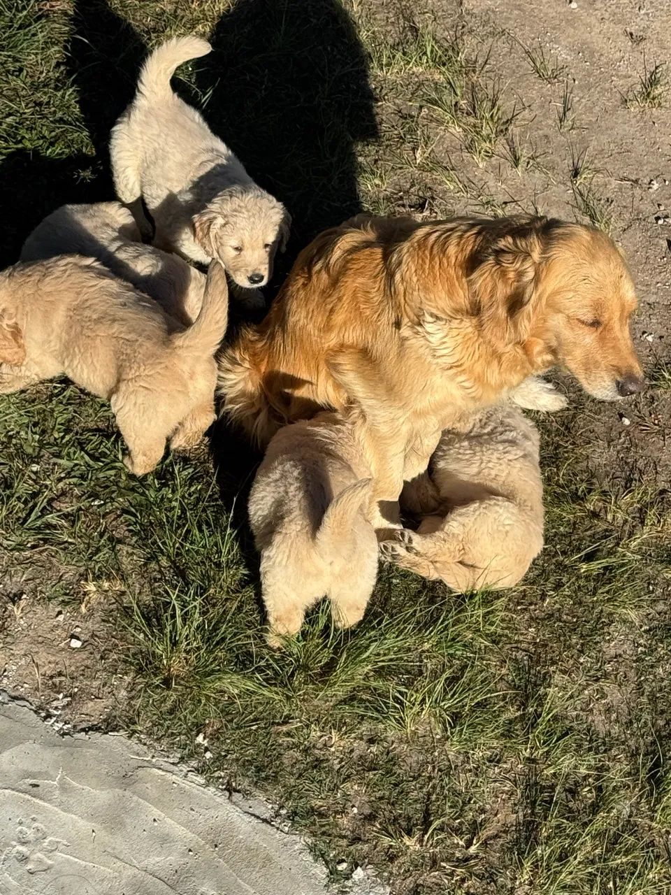 Filhotes de Golden  - Foto 5