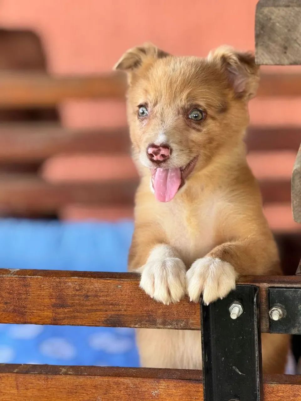 Border Collie - Com energia 100%.