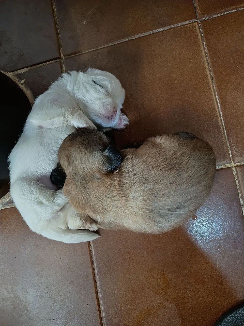 shih Tzu puro  - Foto 3