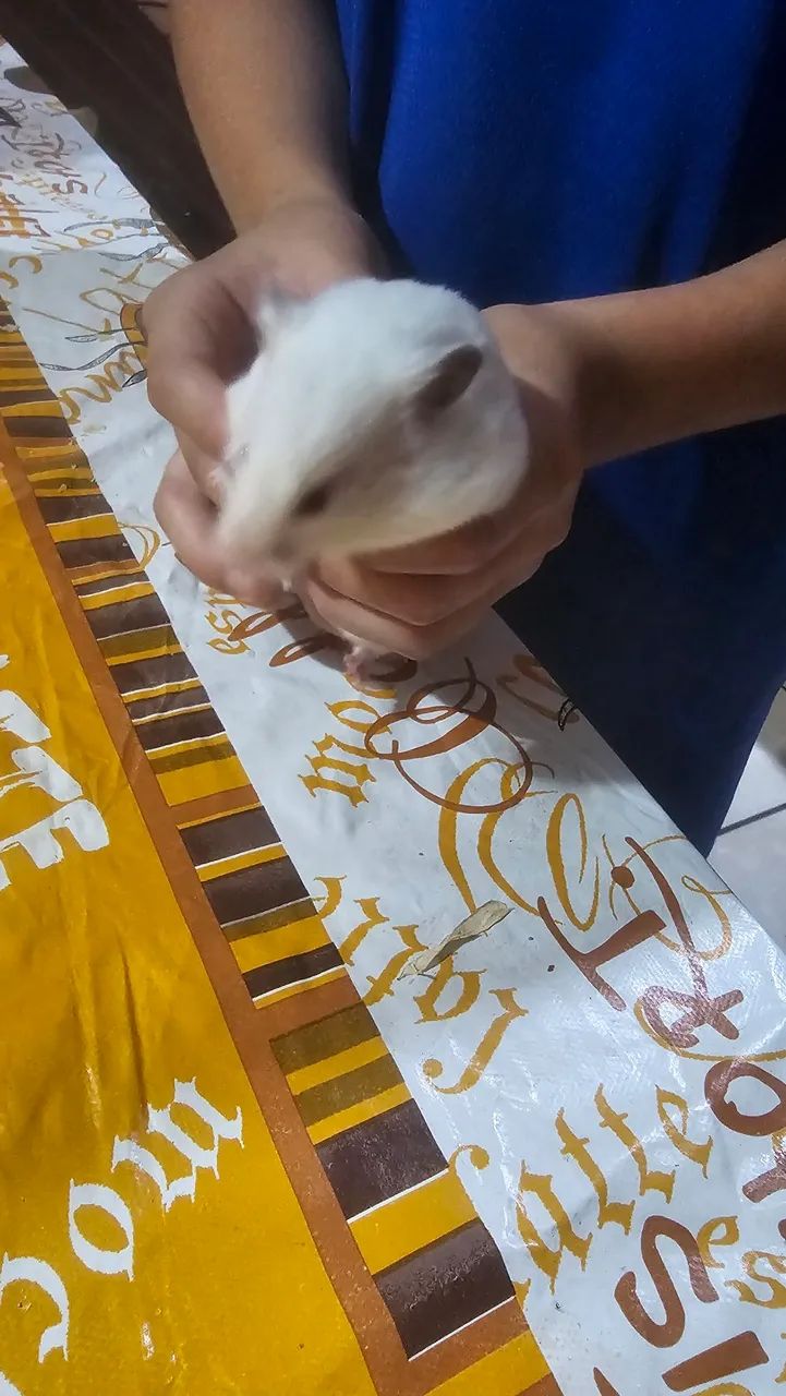 Hamster  - Foto 3