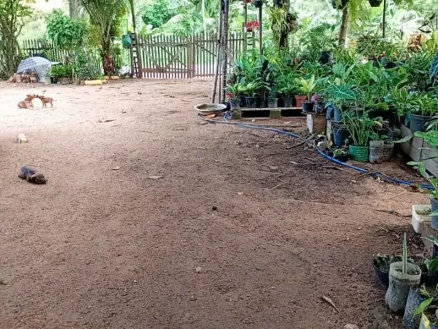  Vendo uma chácara próximo a Santa Leopoldina  - Foto 2