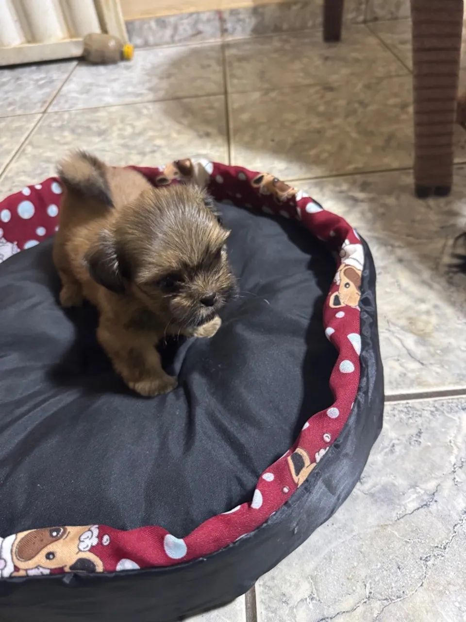 Filhote shitszu  - Foto 3