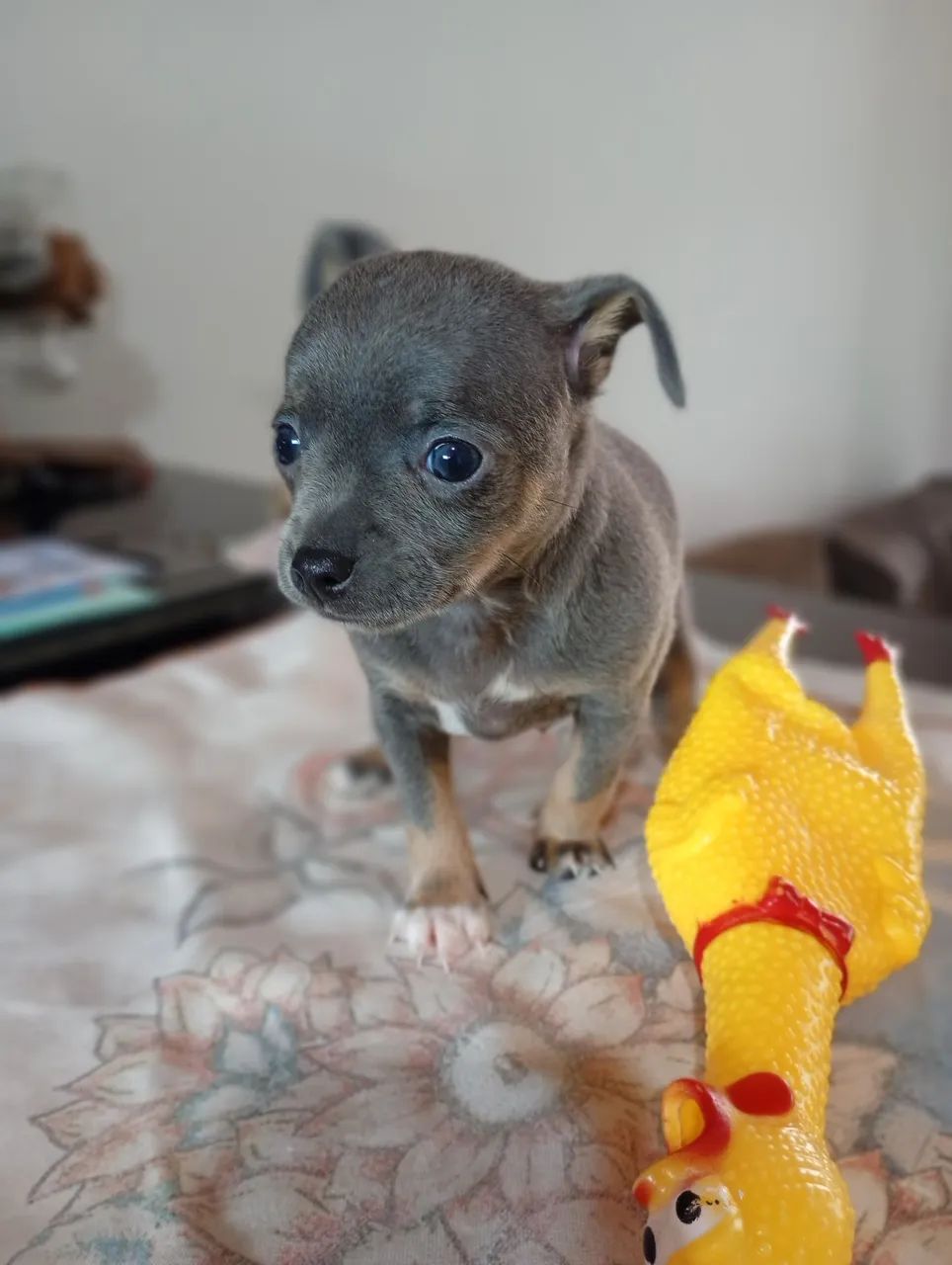 Pinscher 1 - Foto 4