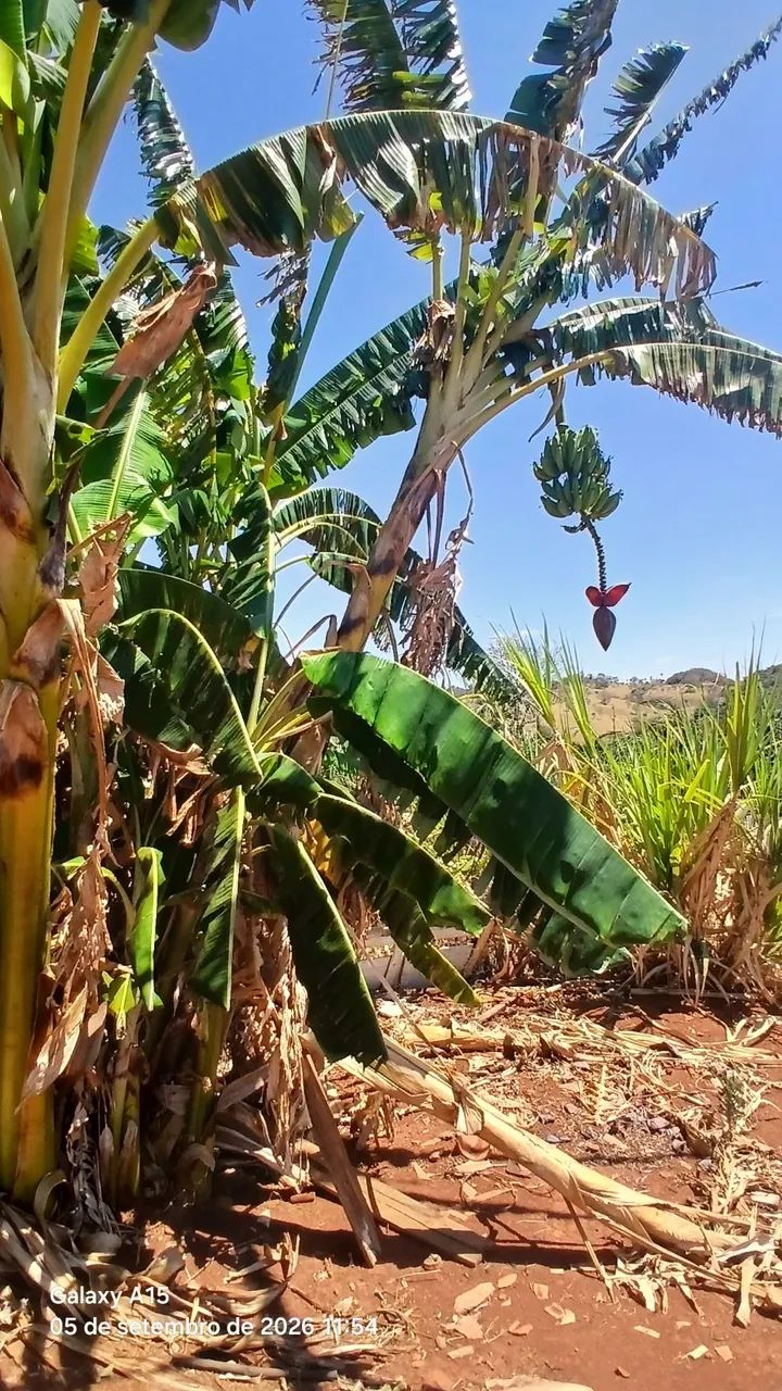 Chácara Ouro Verde  - Foto 4