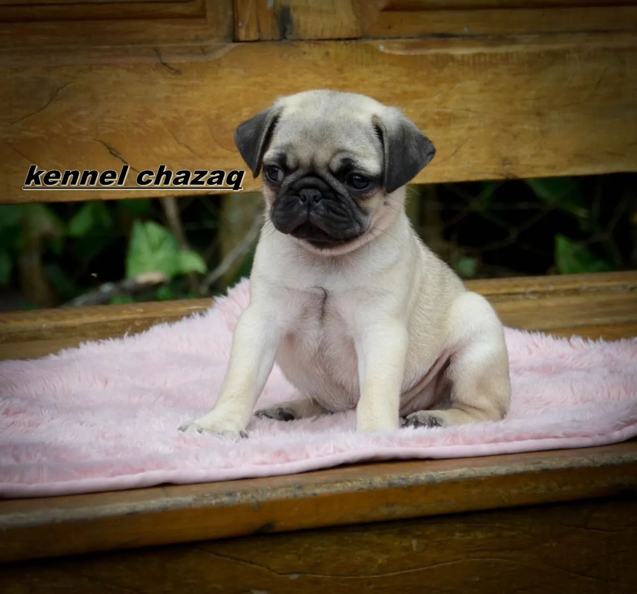 Pug esse é o amor de verdade filhotes puros disponíveis 