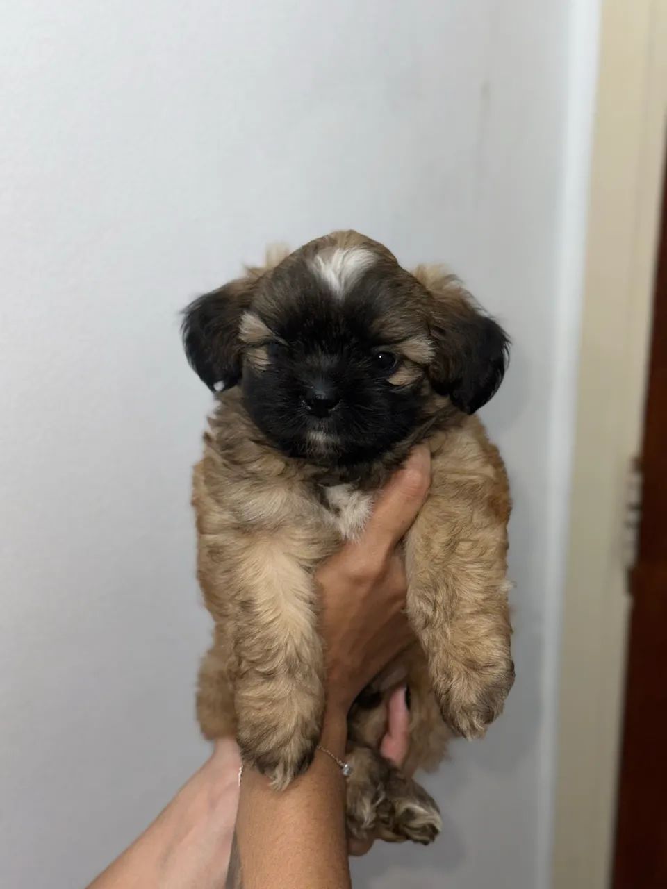 Filhotes Shih Tzu 700 reais 