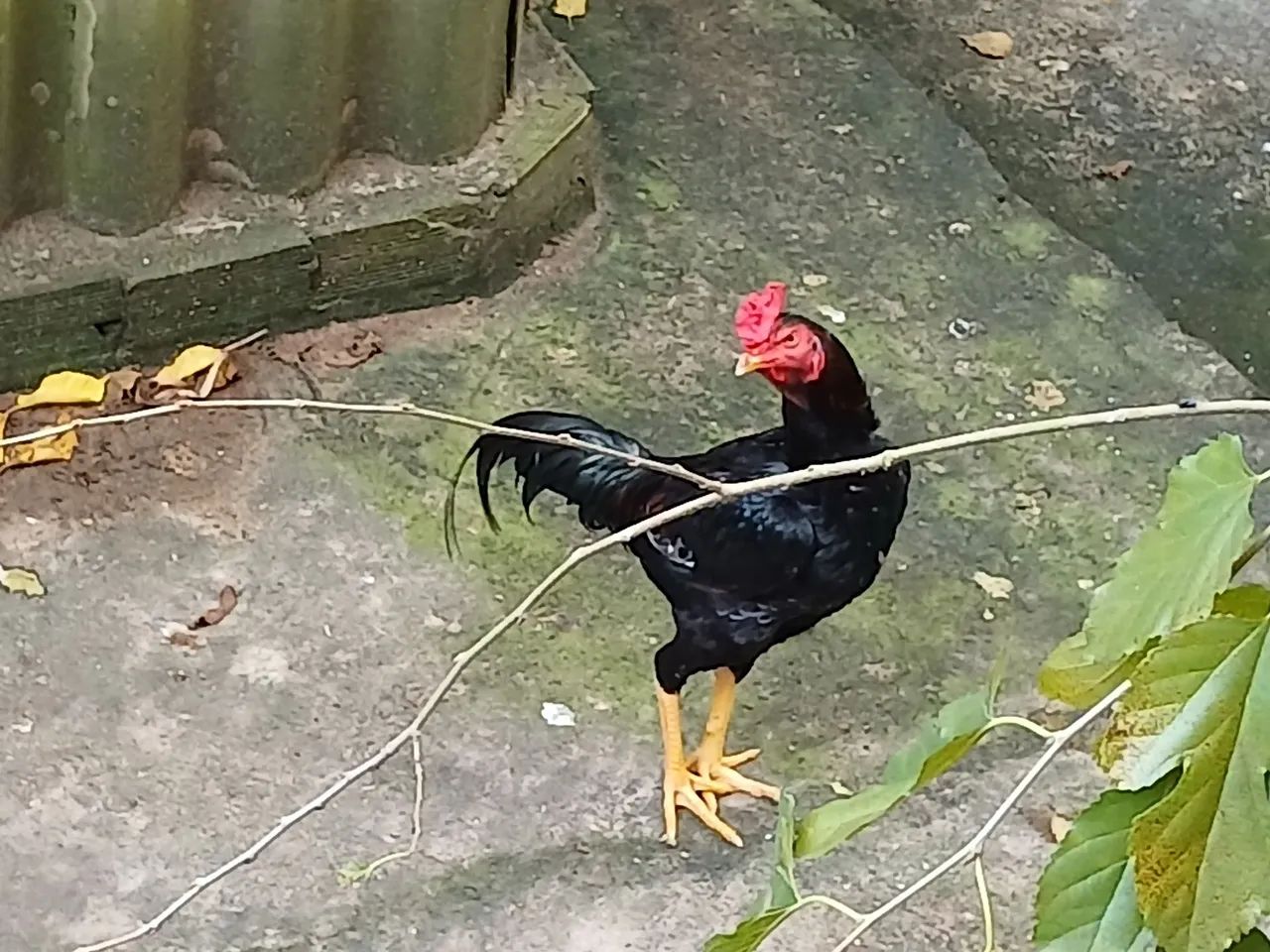 Galos ? de raça  - Foto 5