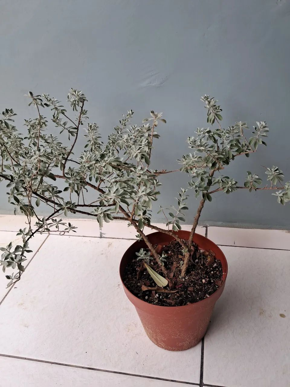 Planta chuva de prata - Foto 3