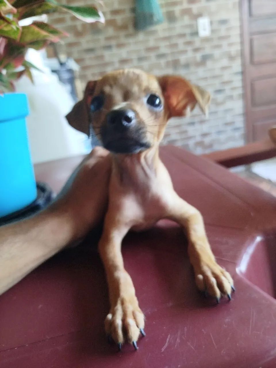 Cachorro Pinscher - 01