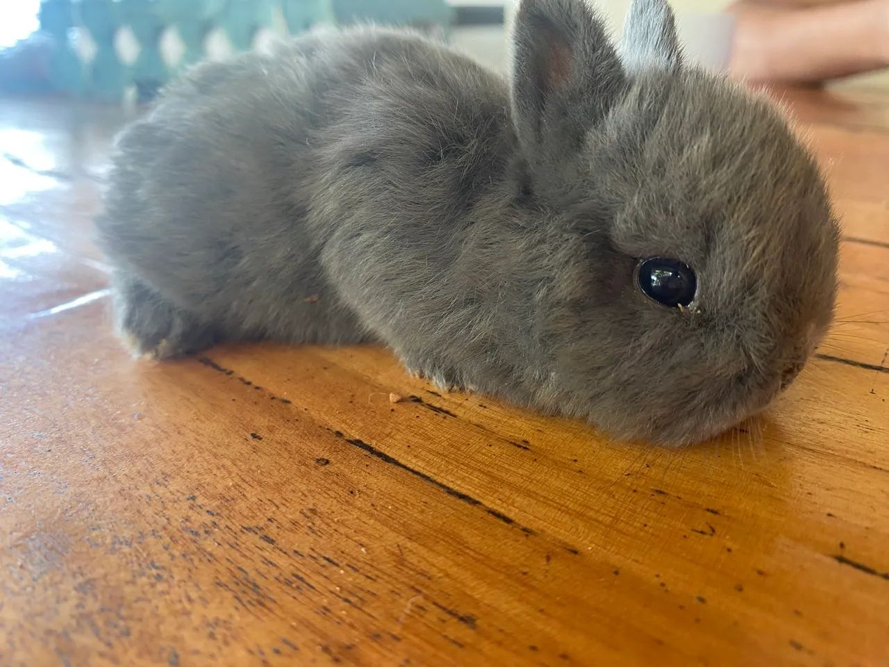Pet - Foto 2