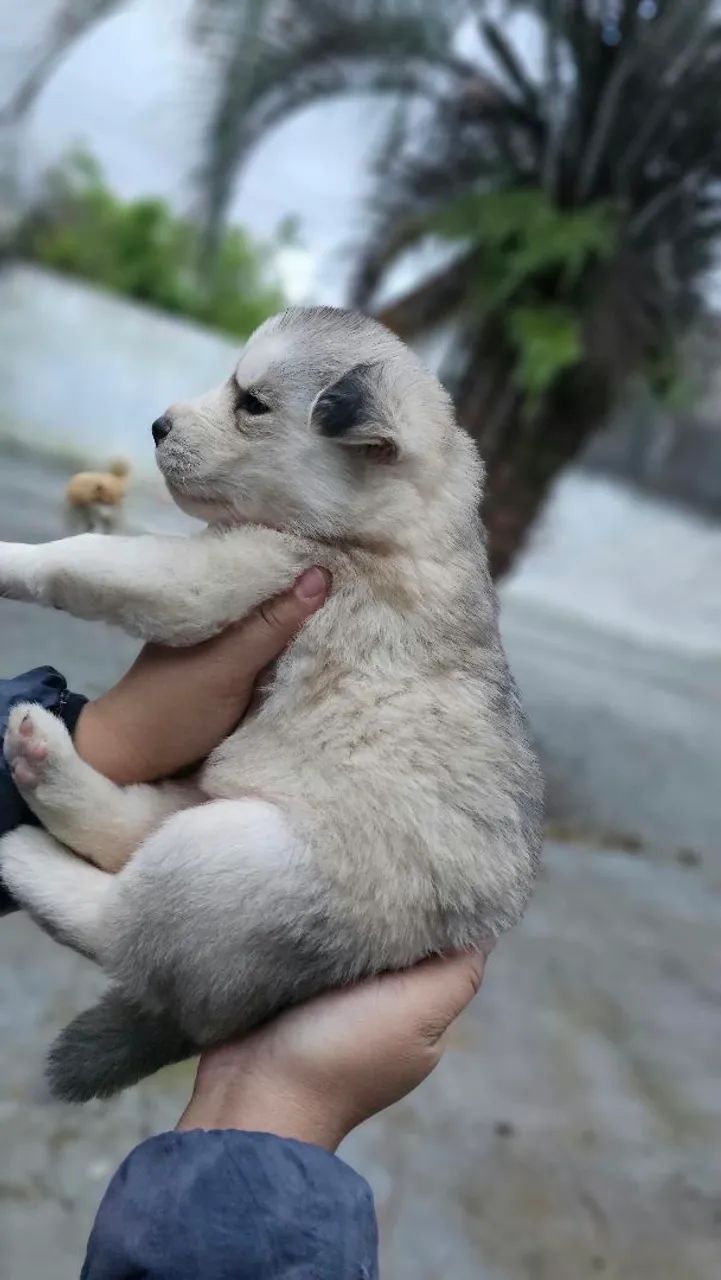 Filhotes de husky  - Foto 5