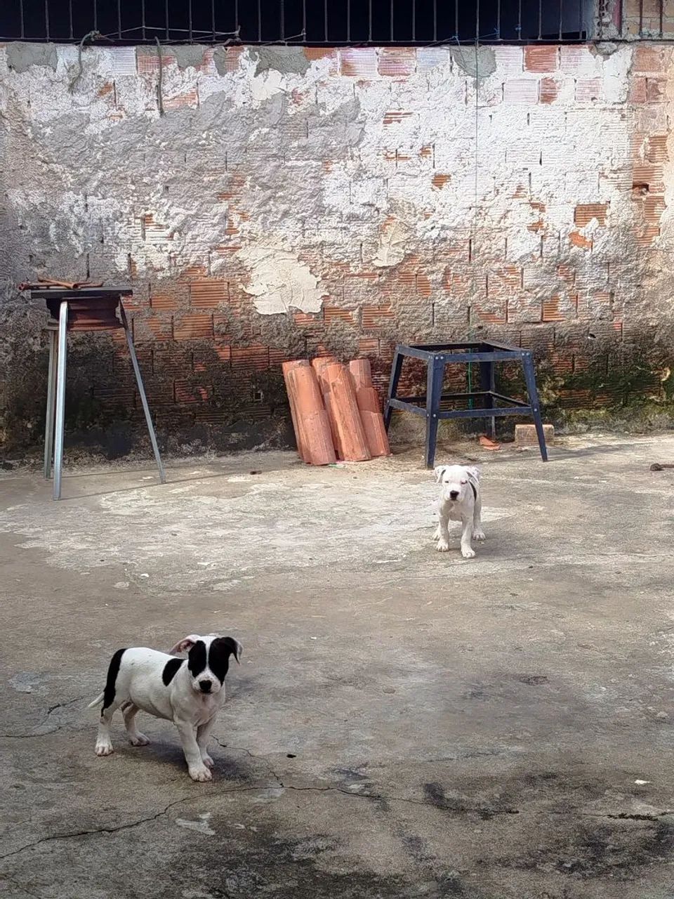 Pit Bull  - Foto 4