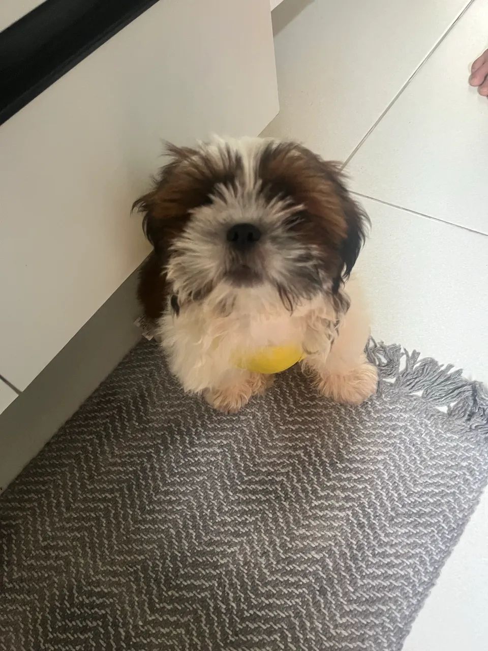 Filhote shih tzu - Foto 3