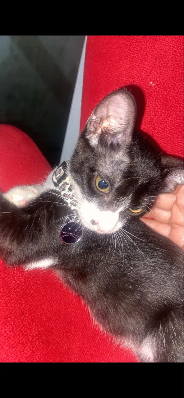 Gatinho para doação  - Foto 3