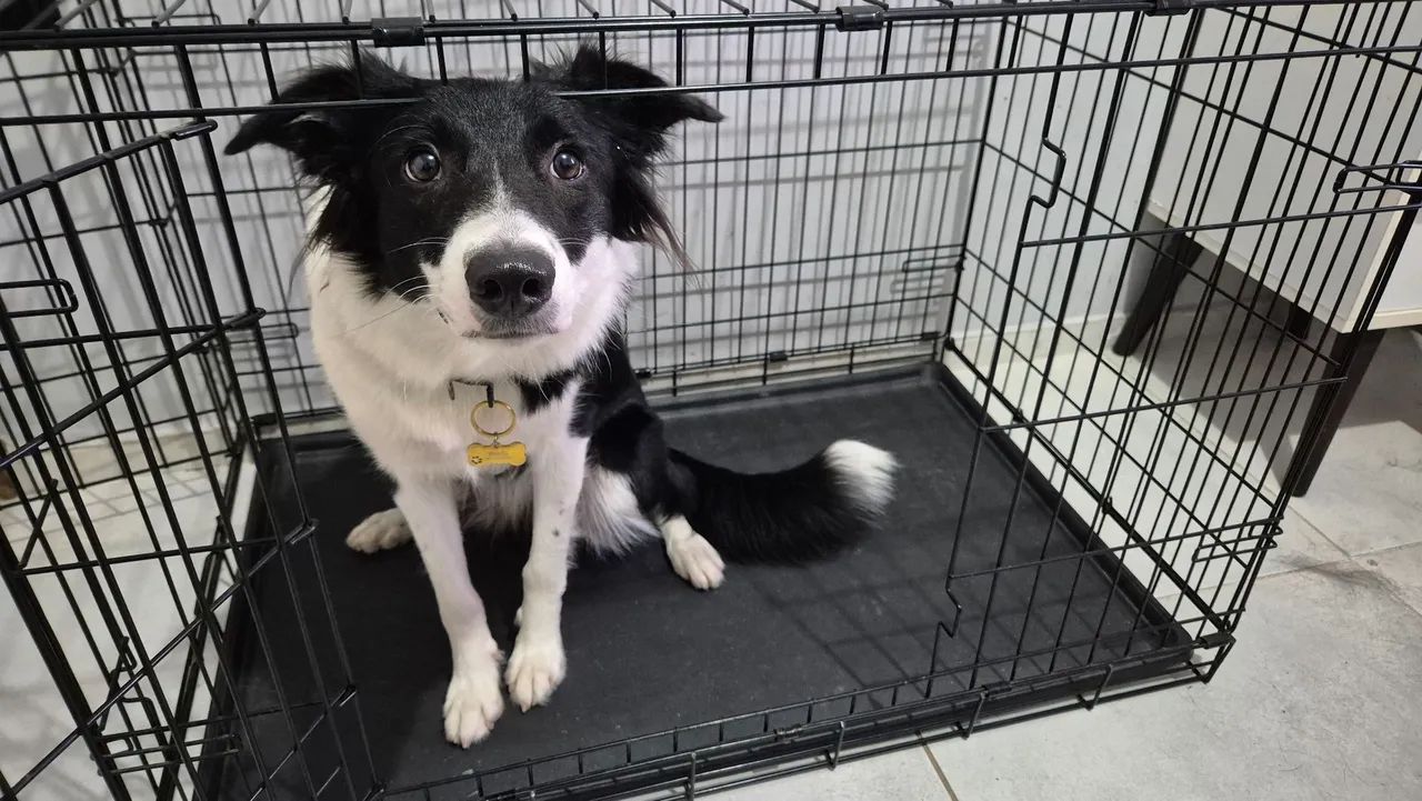 Caixa de cachorro médio porte NOVA