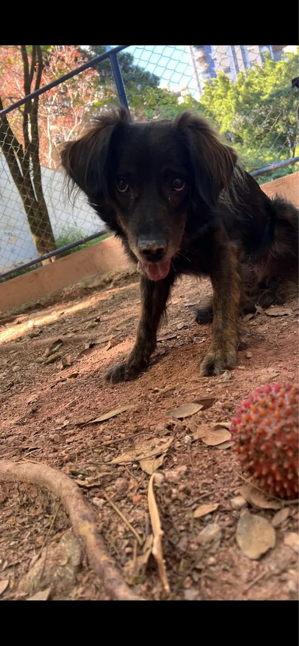 ADOÇÃO RESPONSÁVEL  - Foto 3
