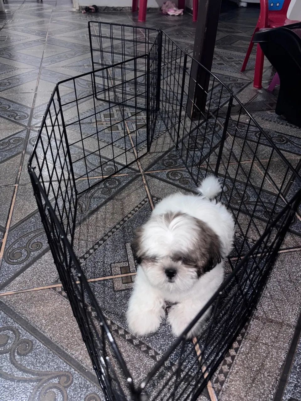 Shih tzu - Foto 4