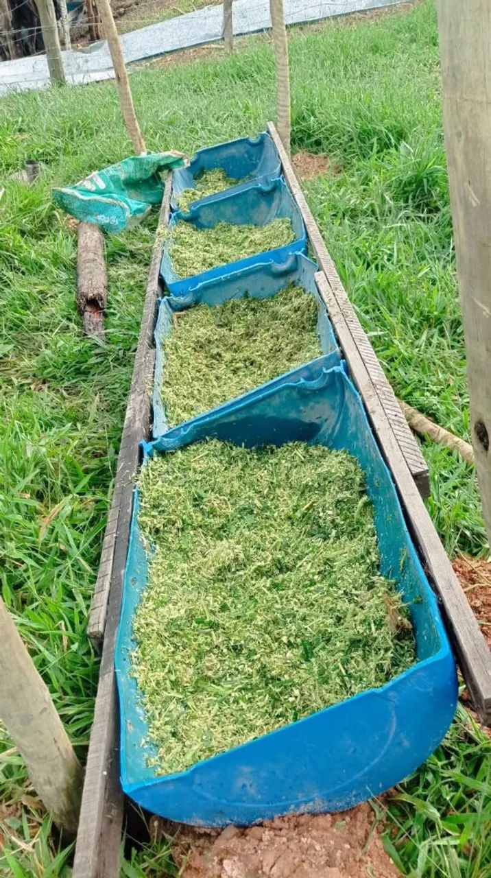 Mudas de capim açu.  - Foto 4