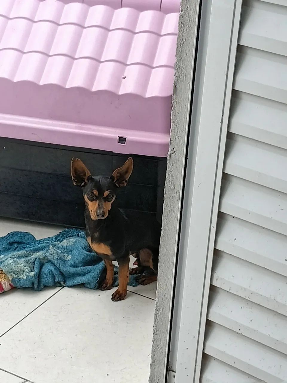 Pinscher  - Foto 3