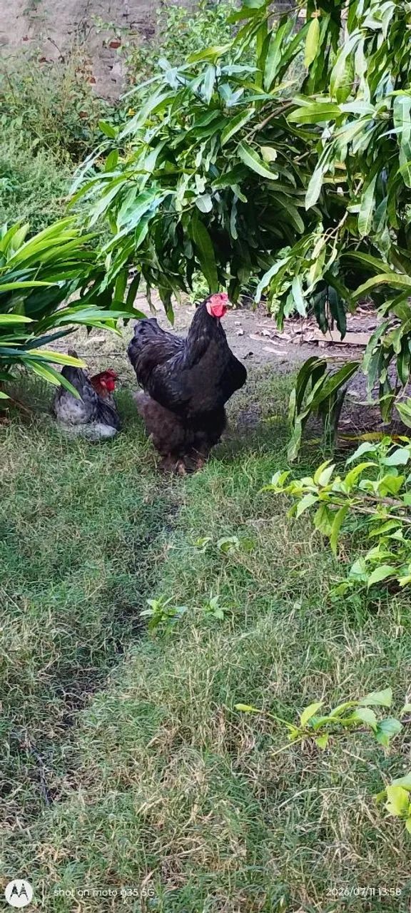 Frango Brahma Black  - Foto 2