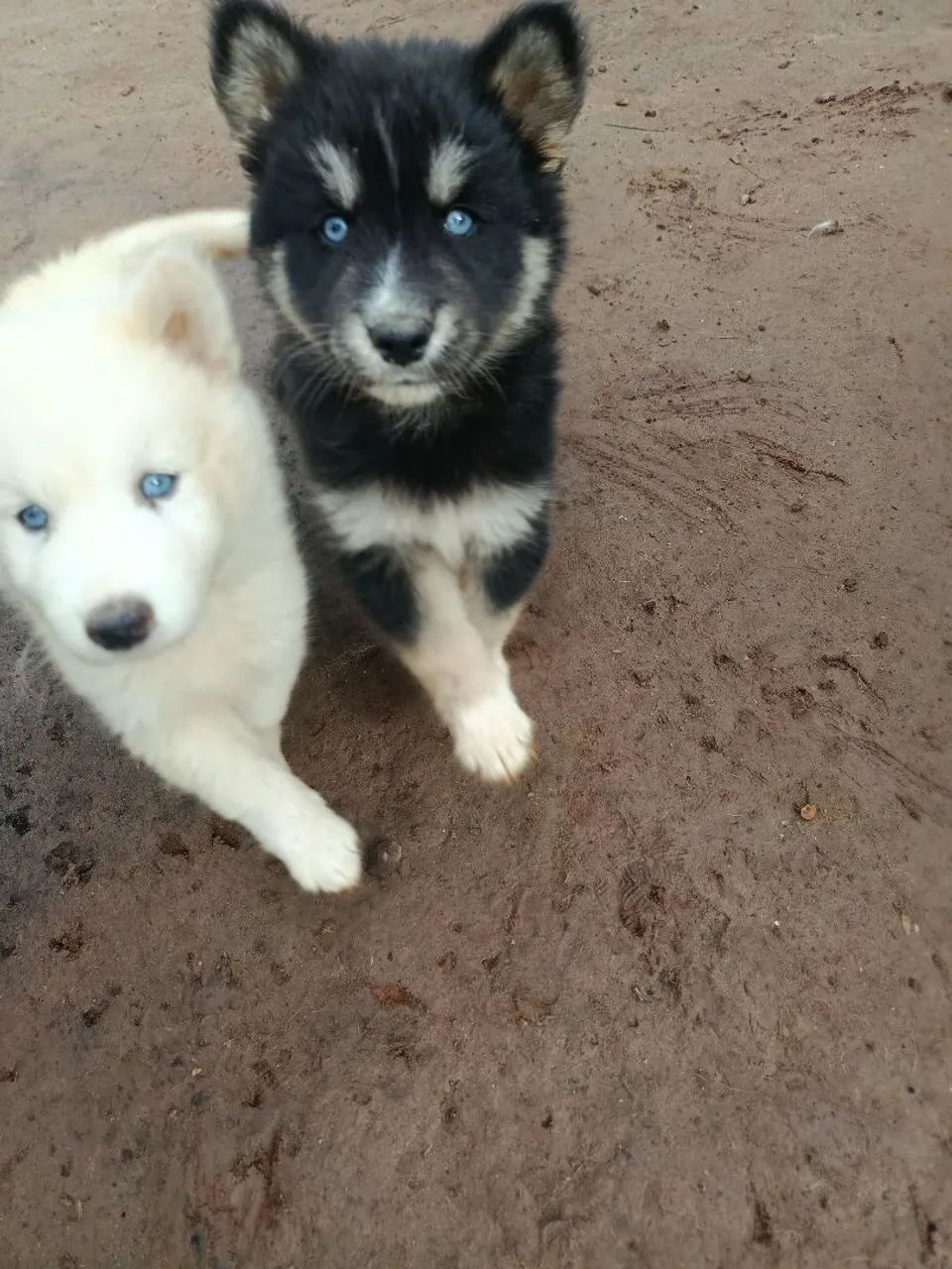 Husky siberiano filhote - Foto 3