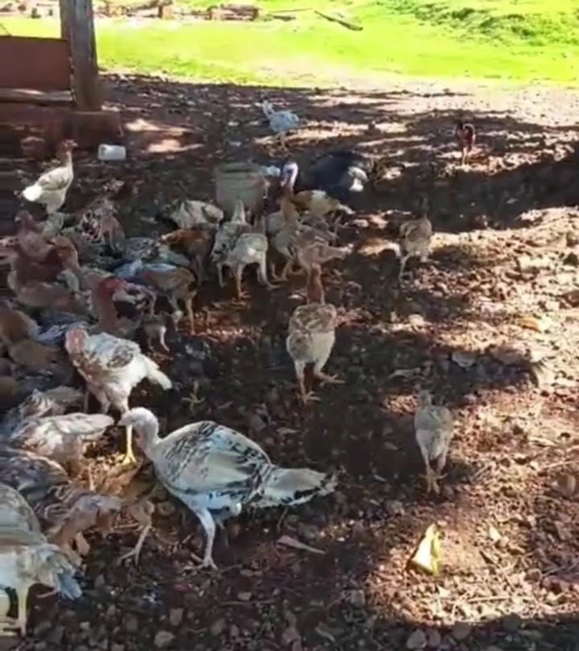 Plantel galinhas mestiços índio gigante  - Foto 2