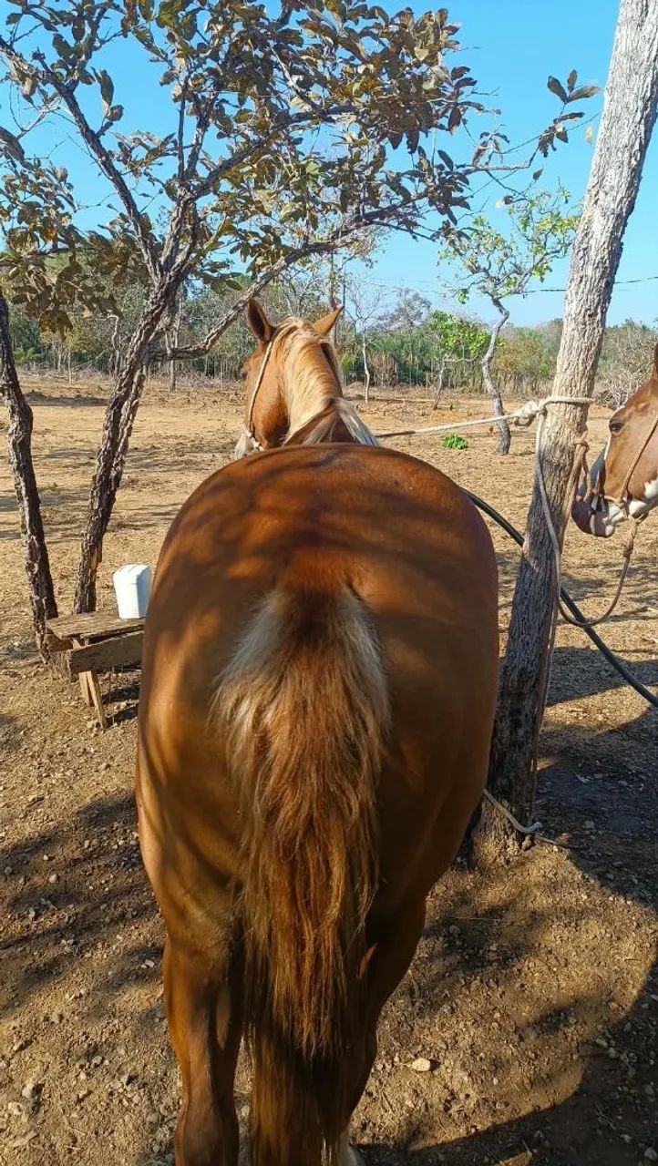 Vendo um cavalo e duas poldas  - Foto 2
