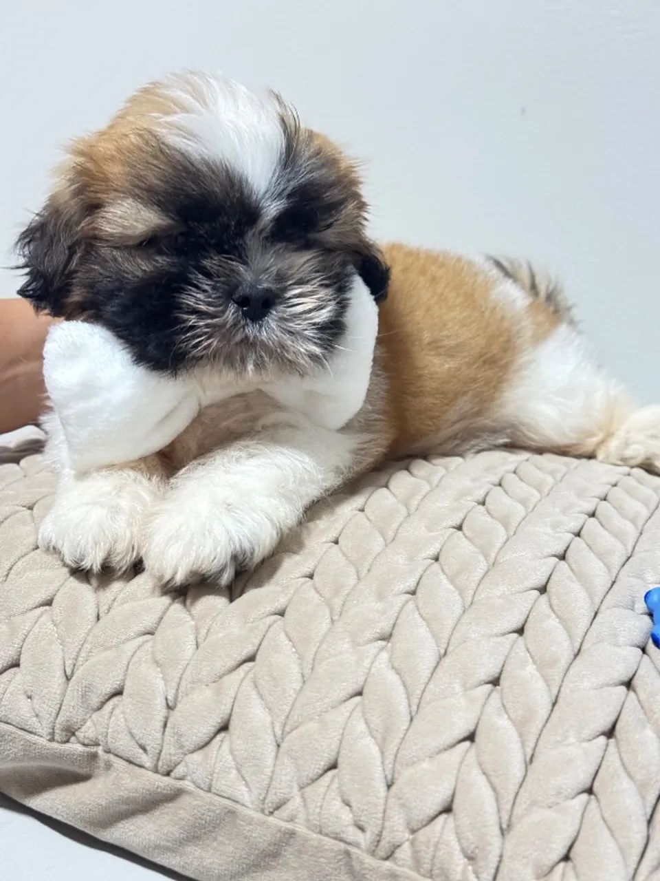 Shih Tzu filhote - pequeno é muito docil - Foto 3