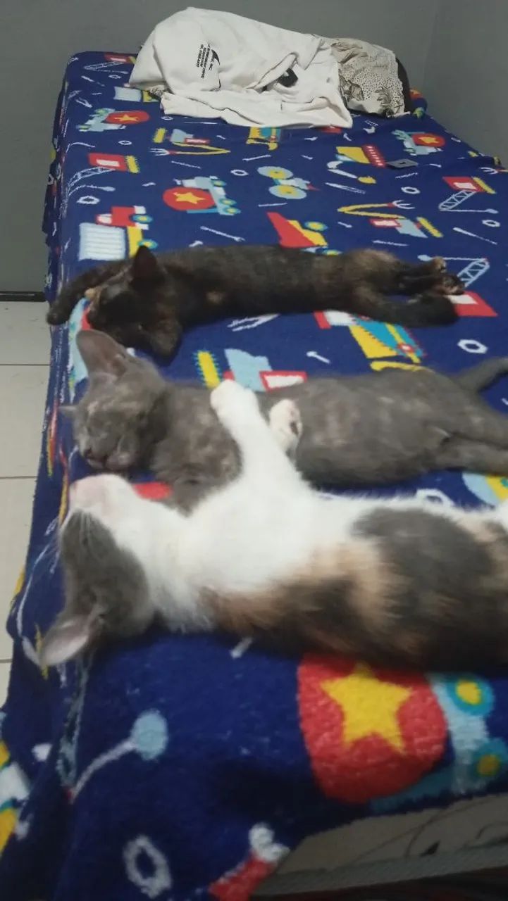 Gatinhas vermifugadas 2 meses