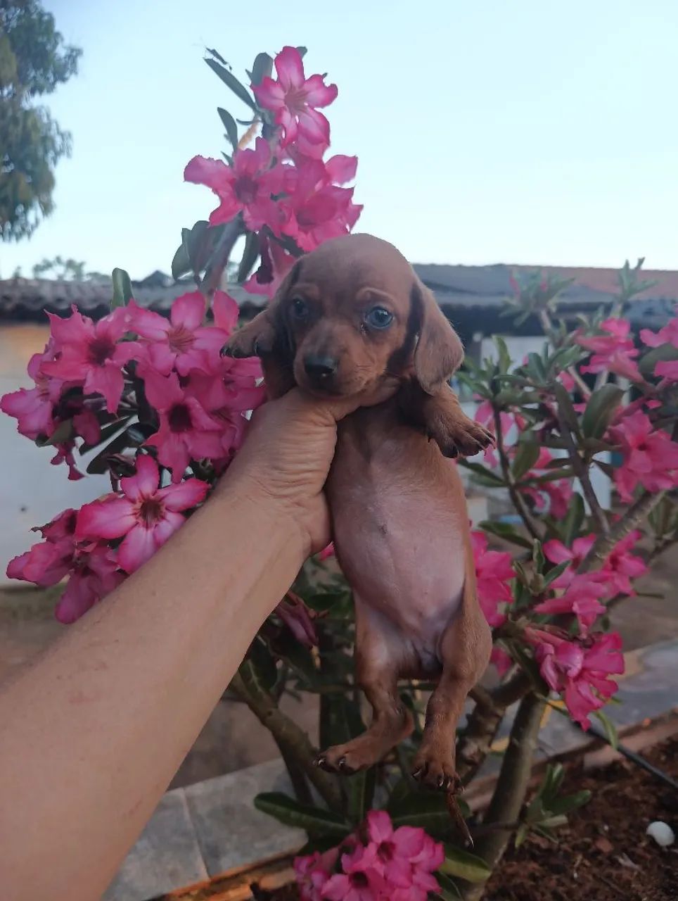 Lindos bebês Cofap  - Foto 2