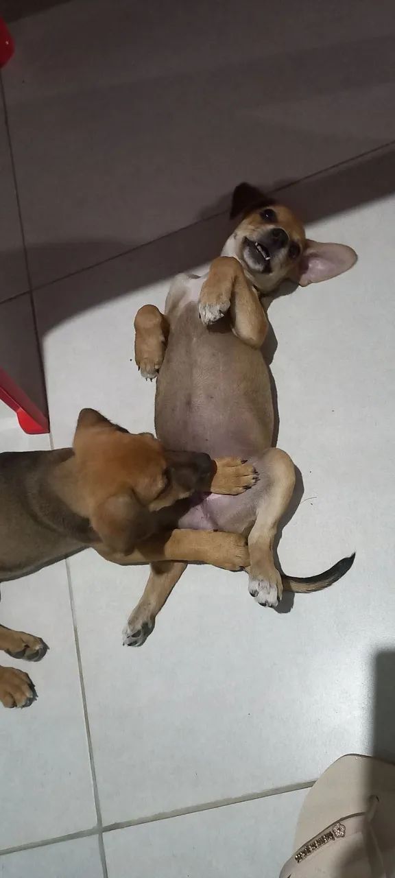 Doa-se - Foto 2