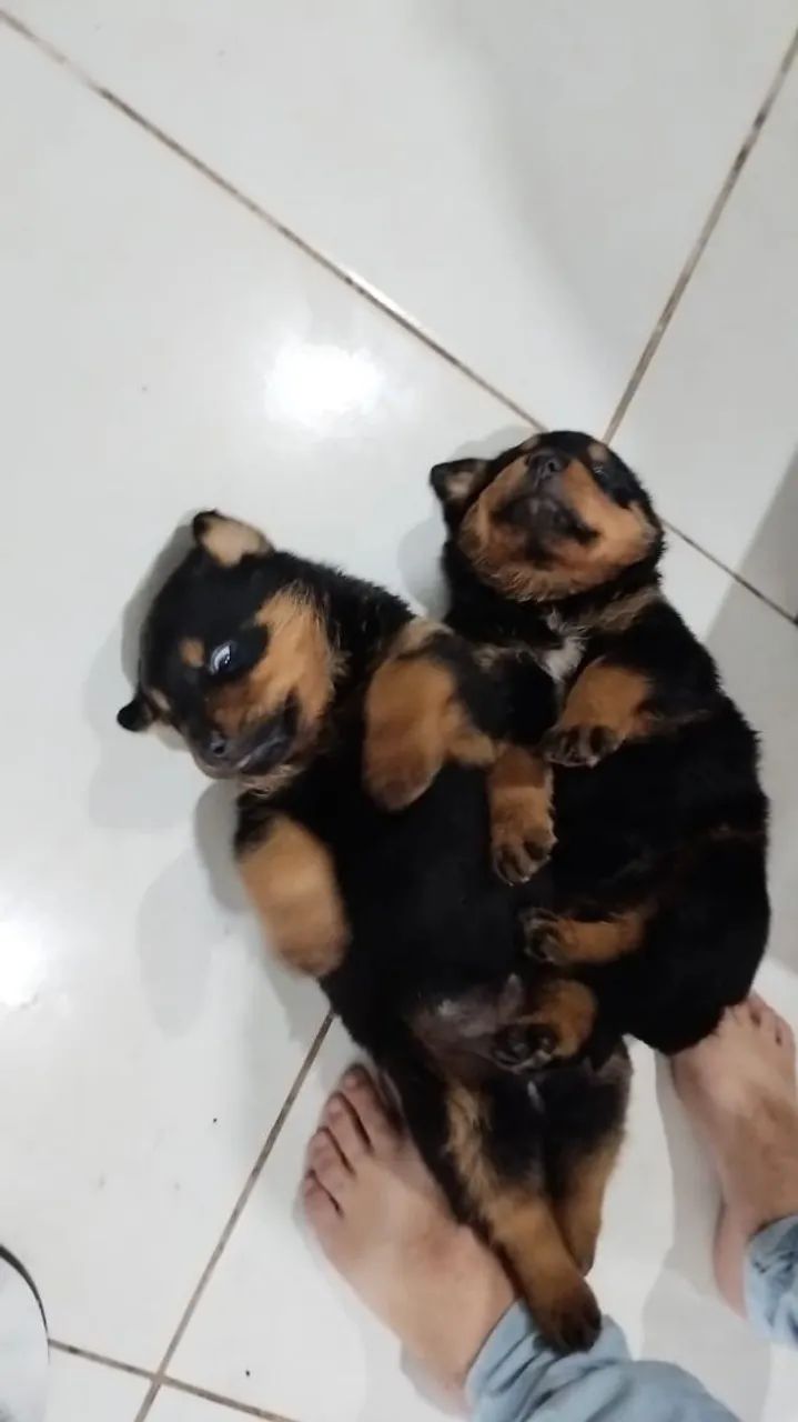 FILHOTES DE ROTTWEILER! - Foto 3