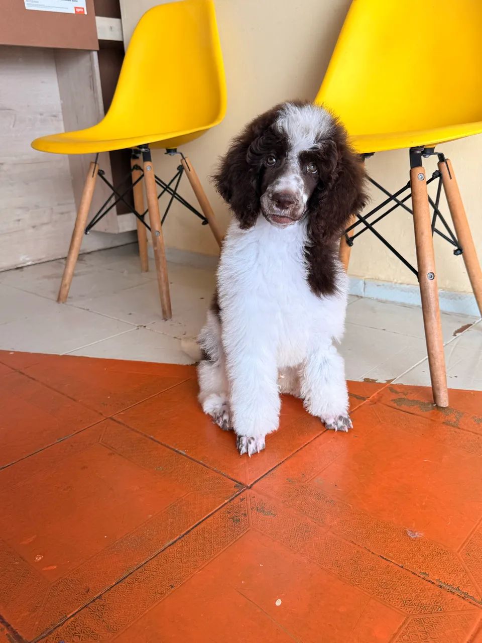 Poodle Standard/Gigante 