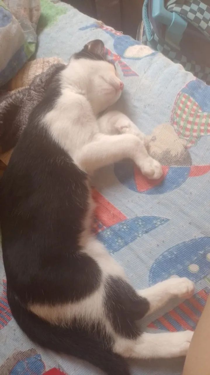 Gatinho macho  - Foto 3