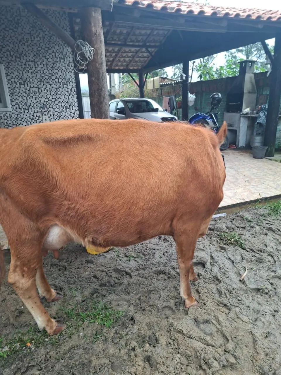 Vendo vaca  - Foto 3